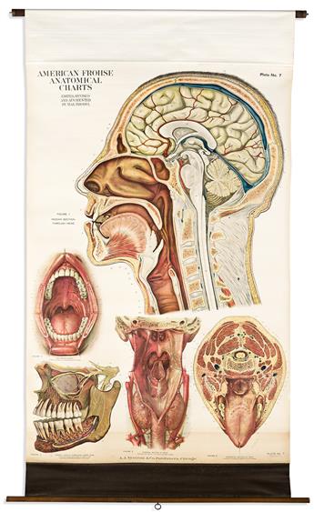 (ANATOMY.) Max Brodel; and A.J. Nystrom & Co. Group of 9 American Frohse Anatomical Charts.